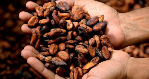 Cacao lavorato naturalmente
