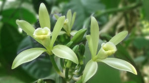 Crema gianduia aromatizzata vanillina