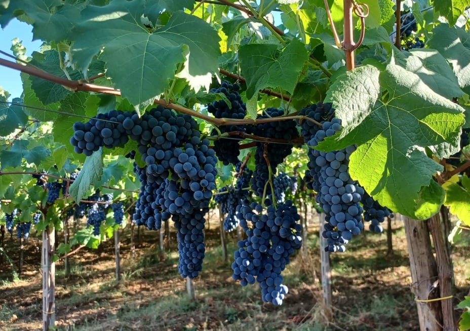 Pùreo - Cinque anni di esperienza in Abruzzo